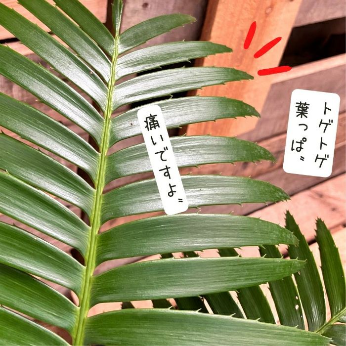 観葉植物現品販売