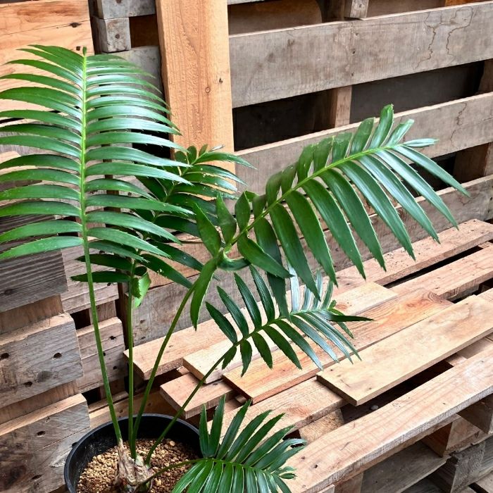 観葉植物現品販売