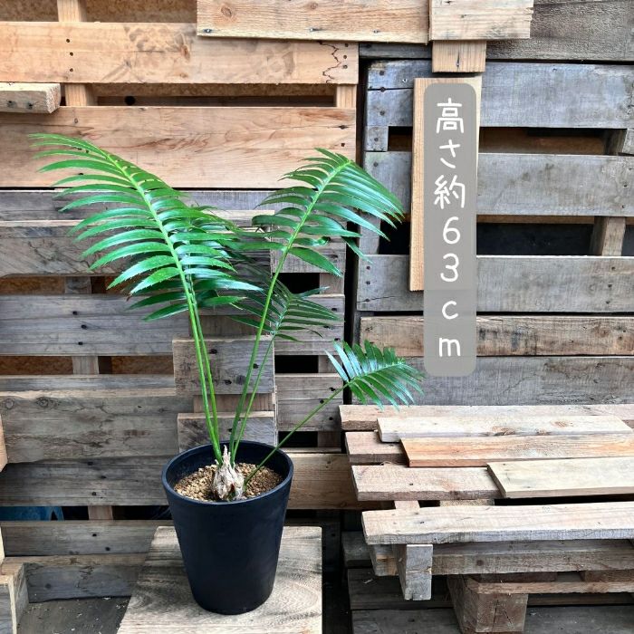 観葉植物現品販売