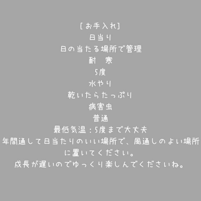 観葉植物現品販売