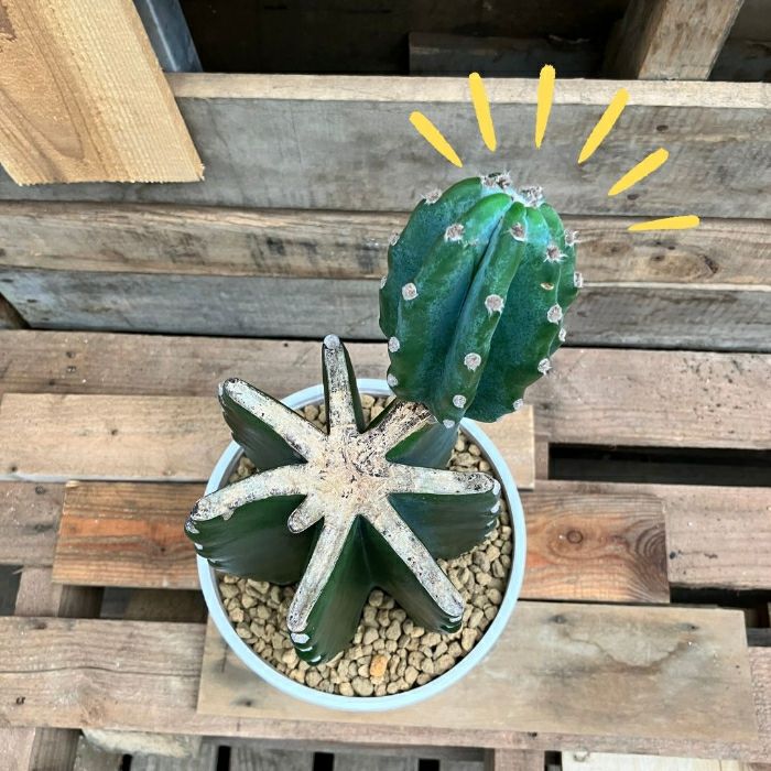 観葉植物現品販売