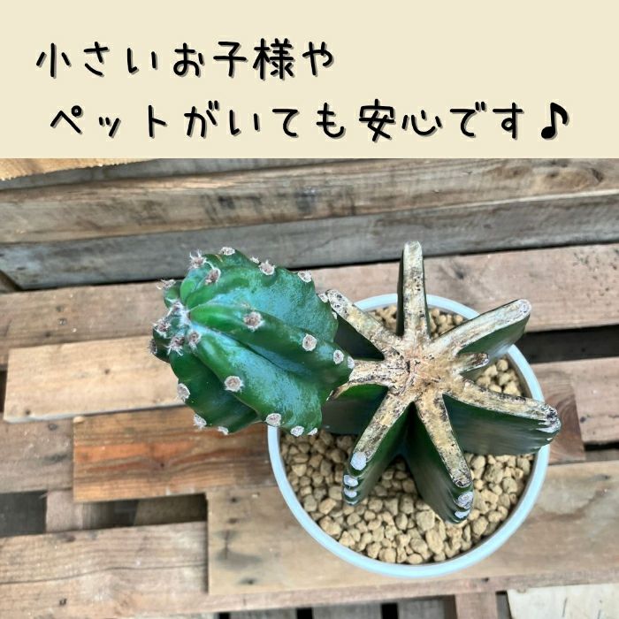 観葉植物現品販売