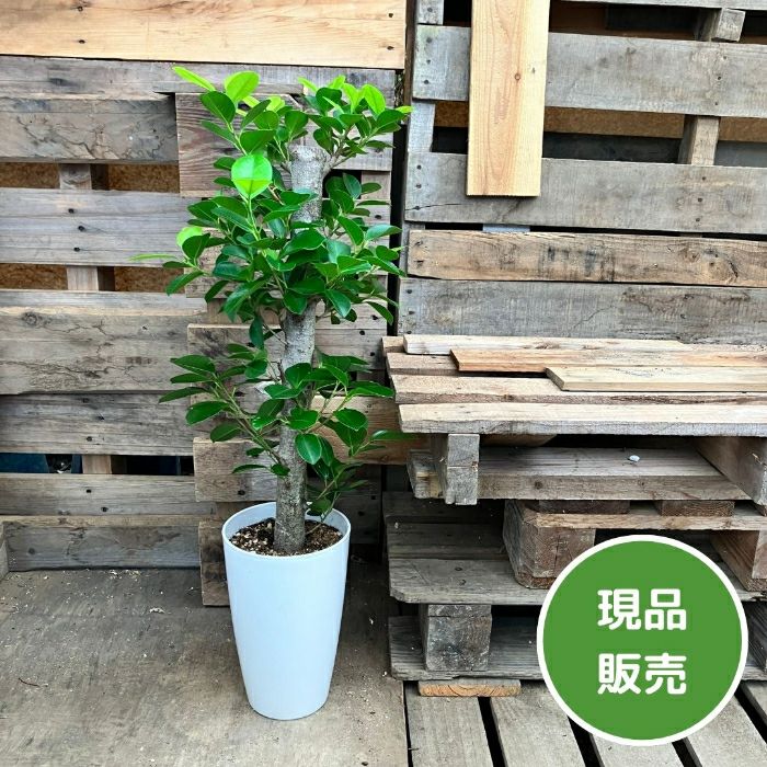 観葉植物現品販売