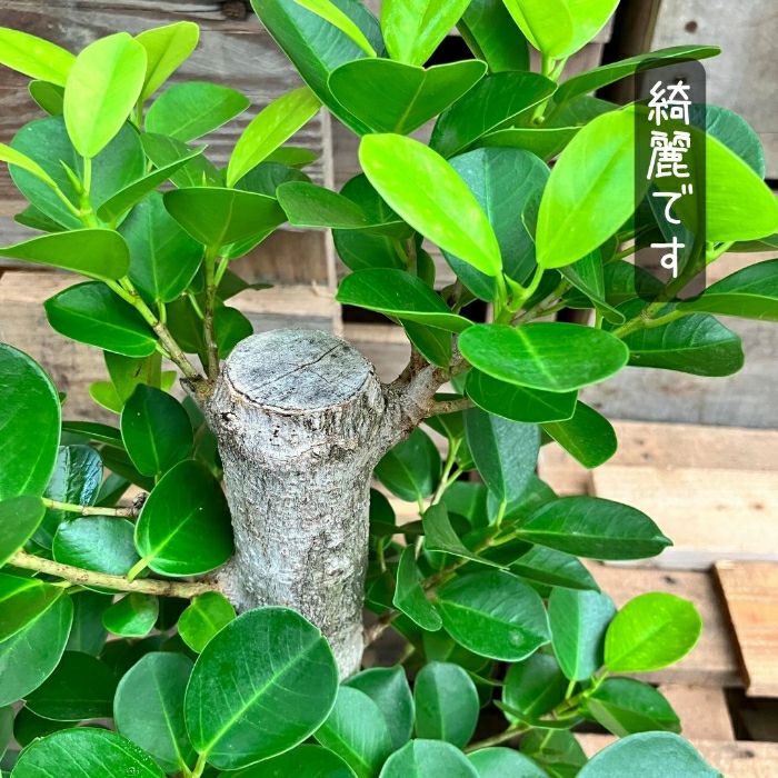 観葉植物現品販売