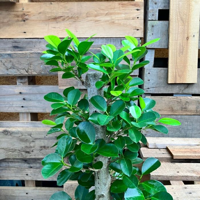 観葉植物現品販売