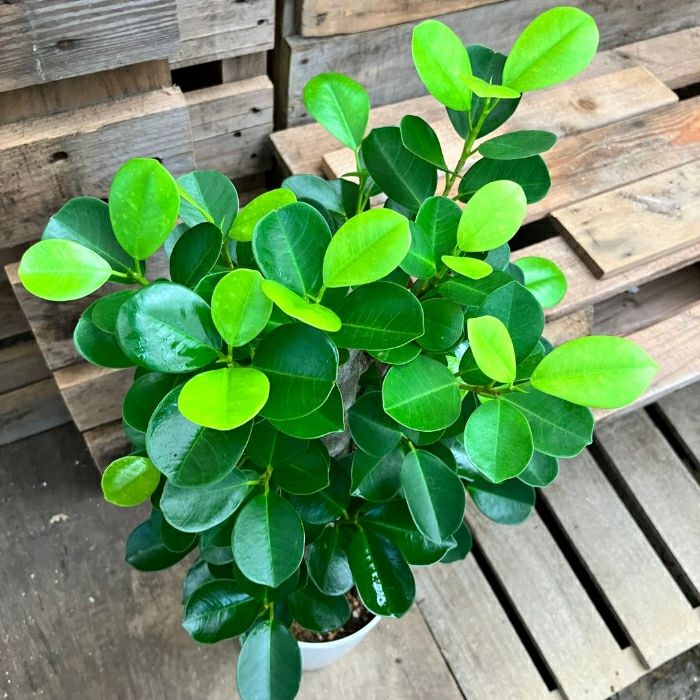 観葉植物現品販売