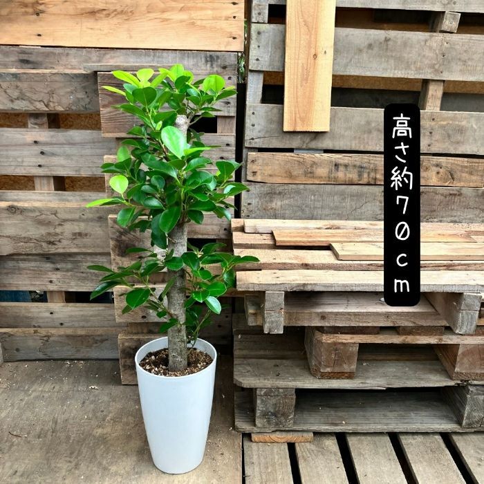 観葉植物現品販売