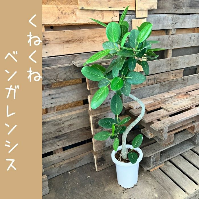 観葉植物現品販売