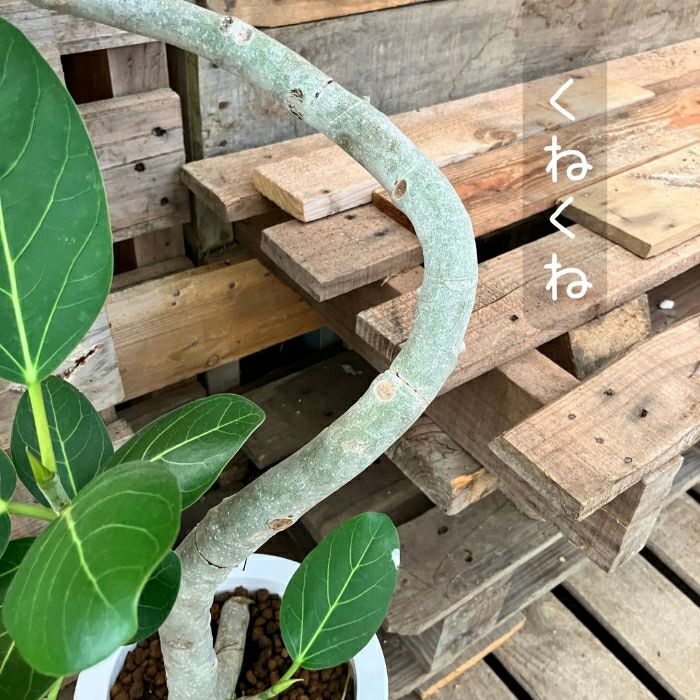 観葉植物現品販売