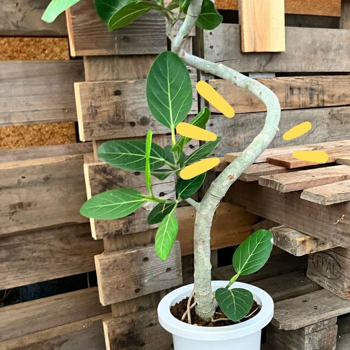 観葉植物現品販売