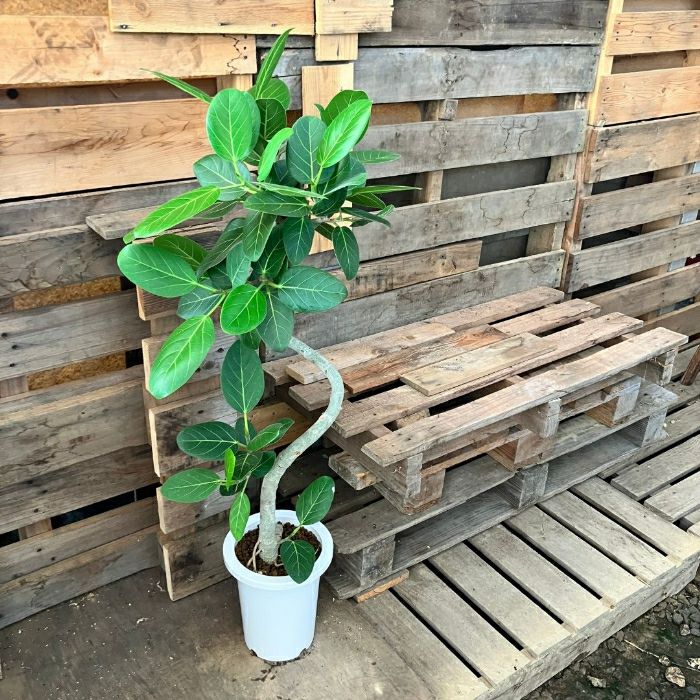 観葉植物現品販売