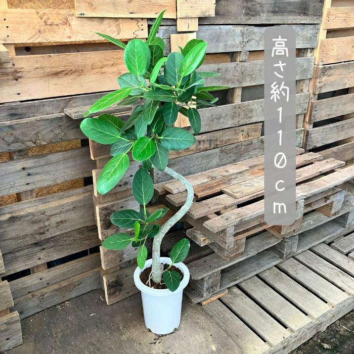 観葉植物現品販売