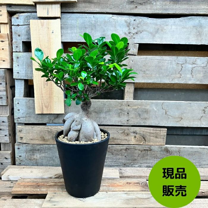 観葉植物現品販売