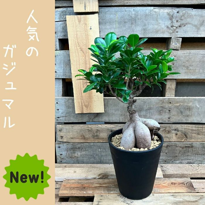 観葉植物現品販売