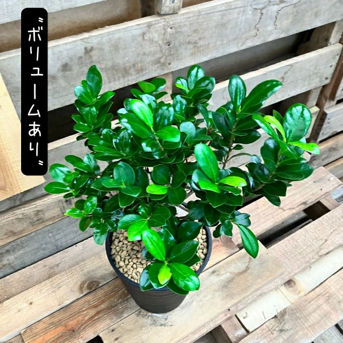 観葉植物現品販売