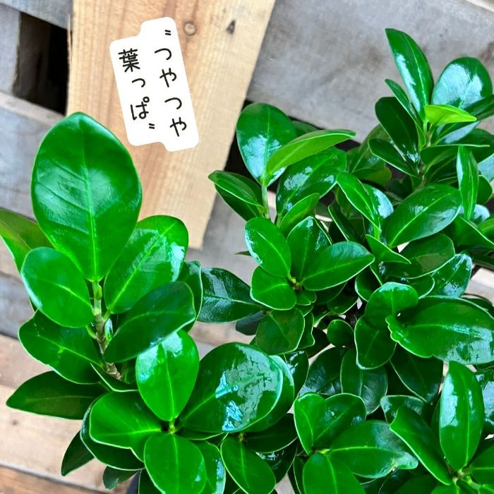 観葉植物現品販売