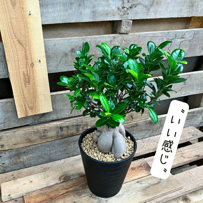 観葉植物現品販売