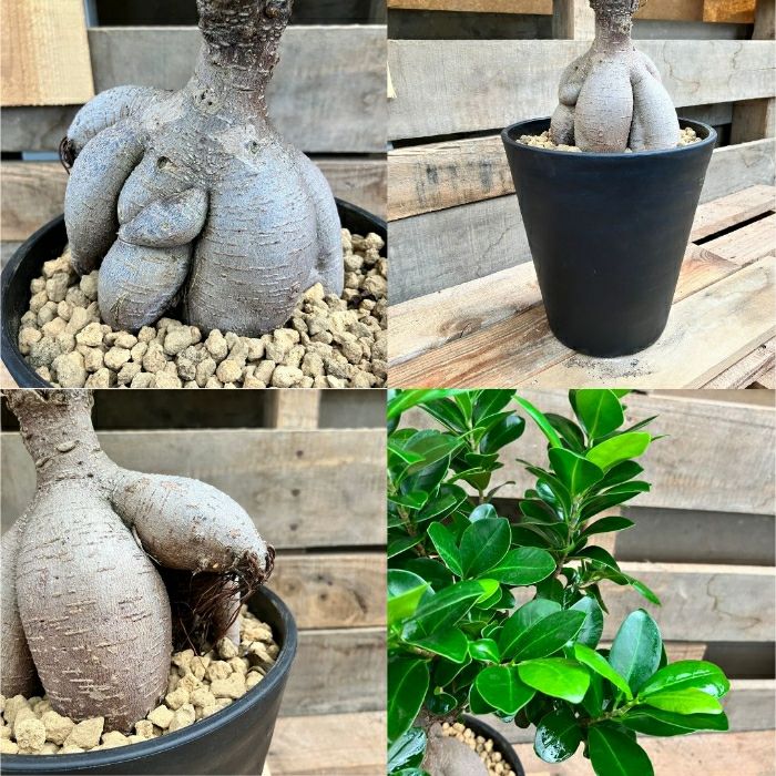 観葉植物現品販売