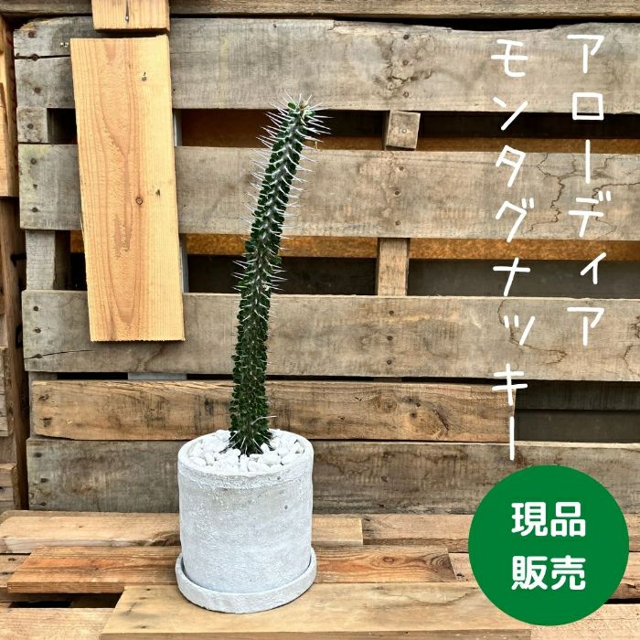 観葉植物現品販売