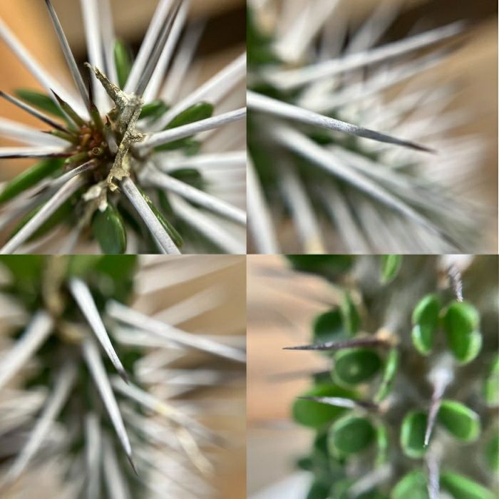 観葉植物現品販売