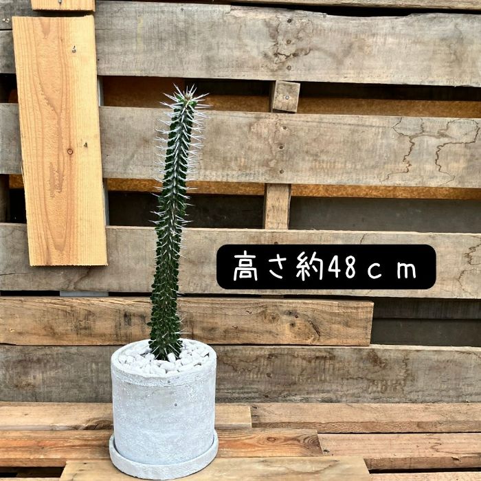 観葉植物現品販売