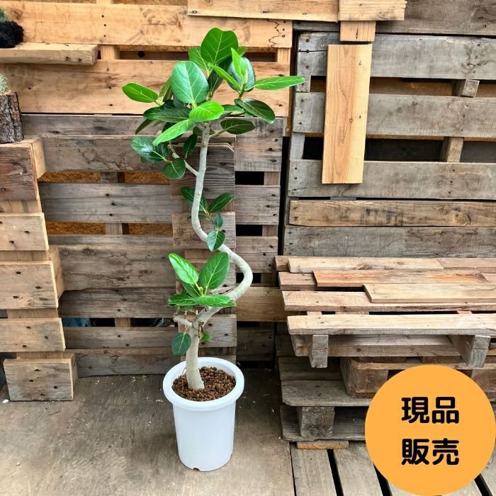 観葉植物現品販売