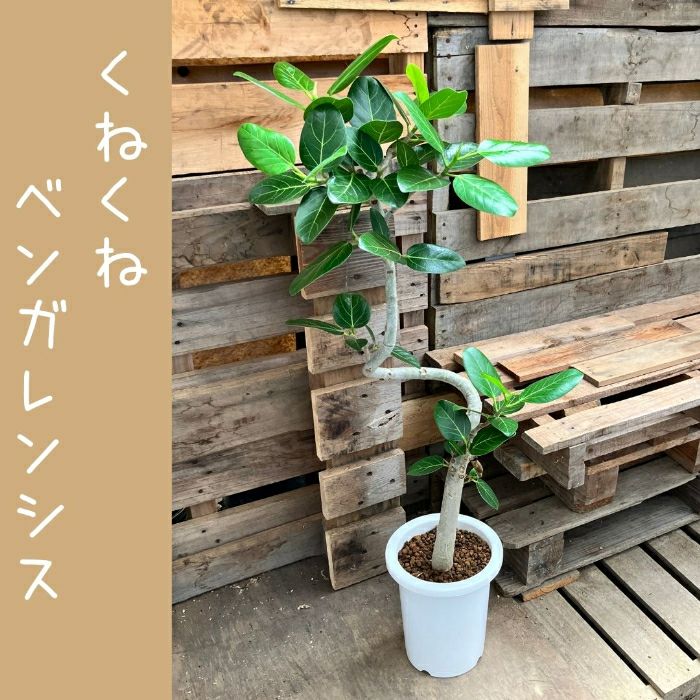 観葉植物現品販売