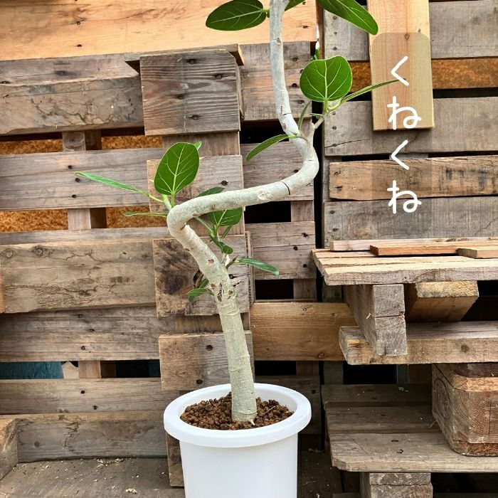 観葉植物現品販売