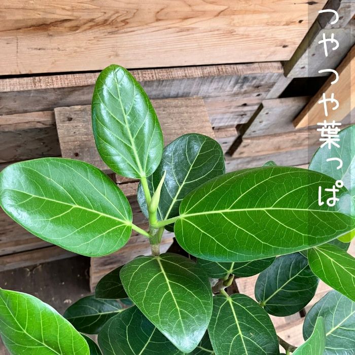 観葉植物現品販売