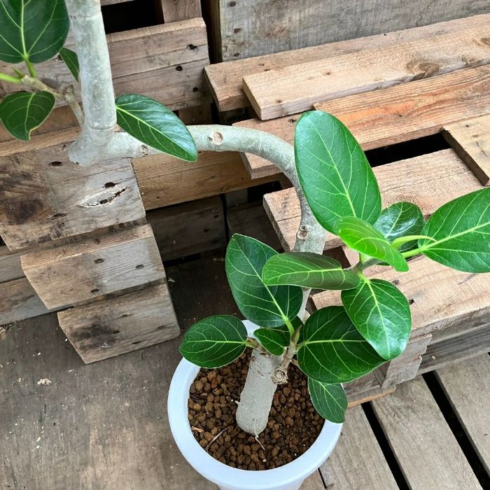 観葉植物現品販売