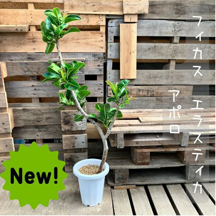 観葉植物現品販売