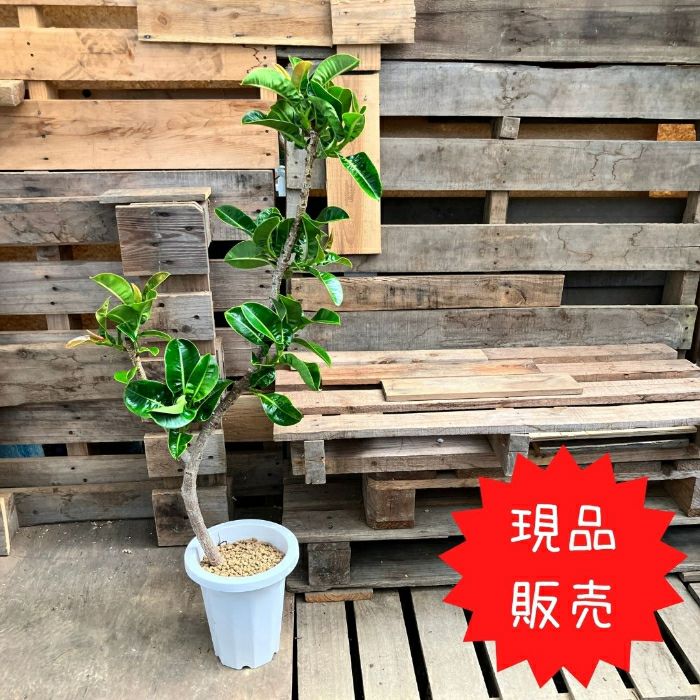 観葉植物現品販売