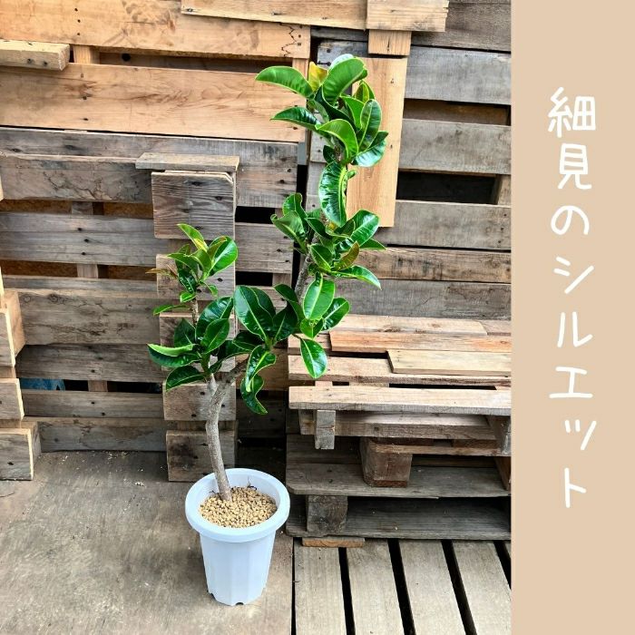 観葉植物現品販売