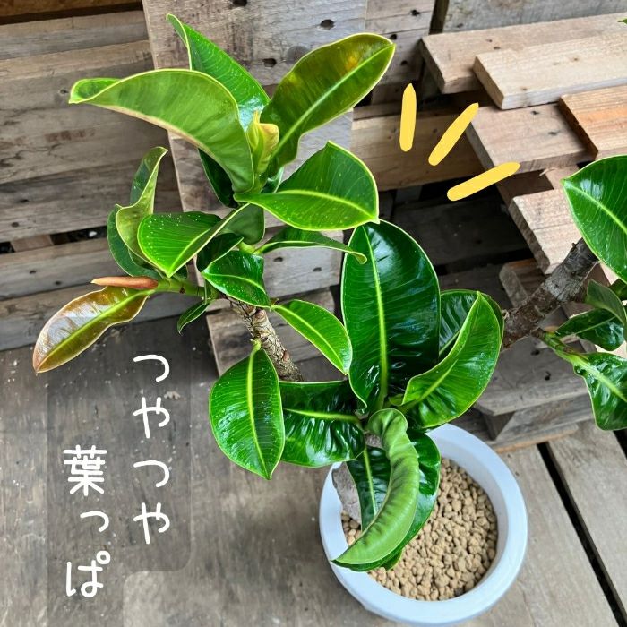 観葉植物現品販売