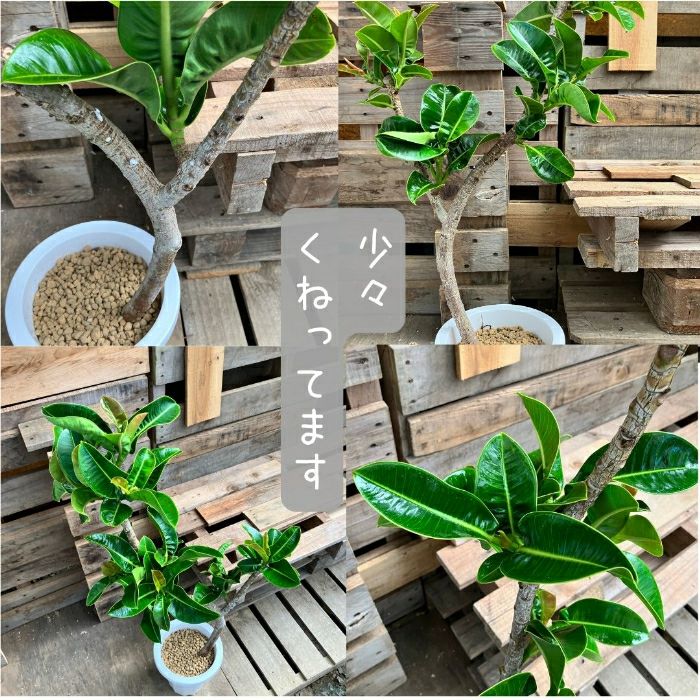 観葉植物現品販売