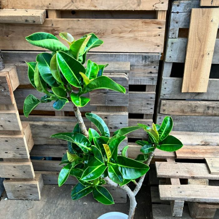 観葉植物現品販売