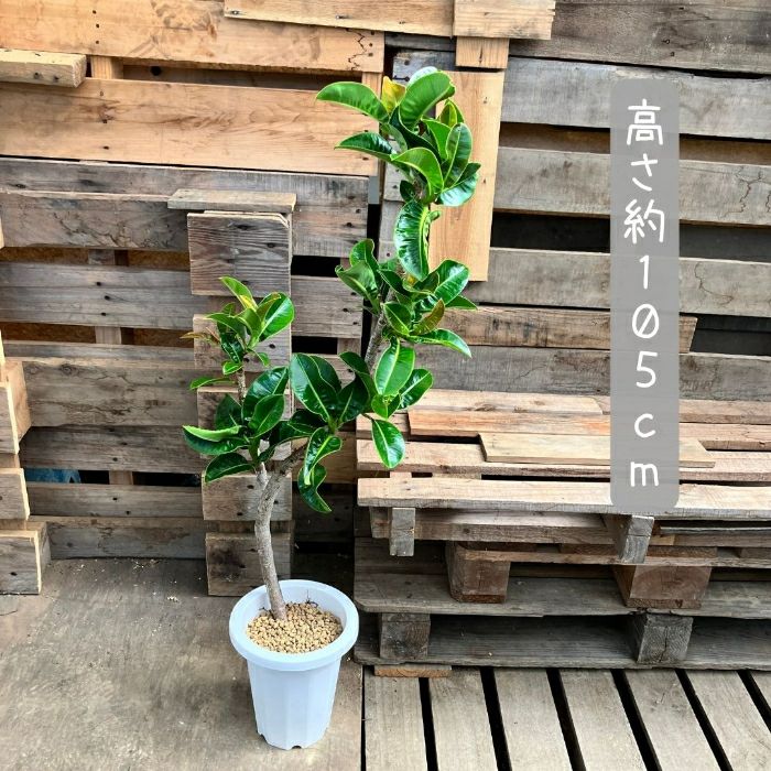 観葉植物現品販売