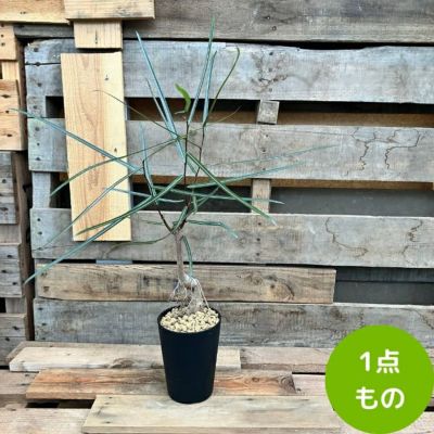 観葉植物 【現品】 ブラキキトン ルペストリス 【ボトルツリー】 000827