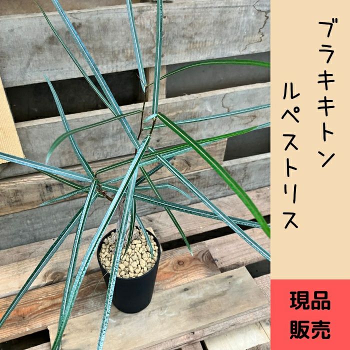 観葉植物現品販売