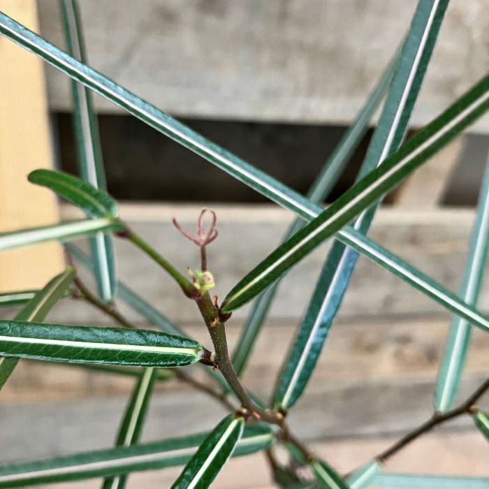 観葉植物現品販売