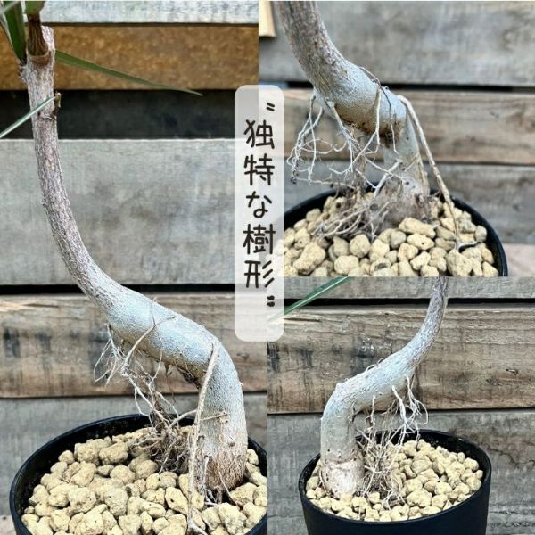 観葉植物 【現品】 ブラキキトン ルペストリス 【ボトルツリー】 000827