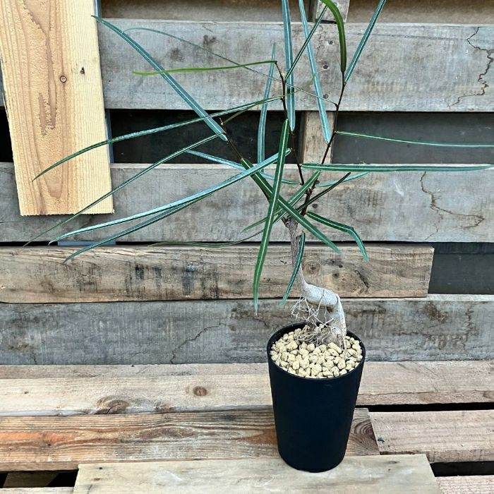 観葉植物現品販売