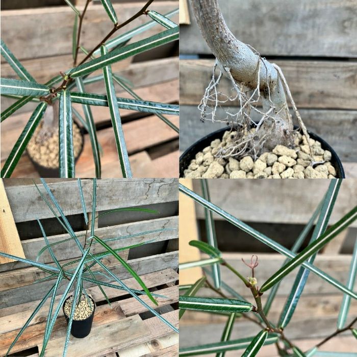 観葉植物現品販売