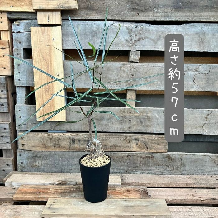 観葉植物現品販売