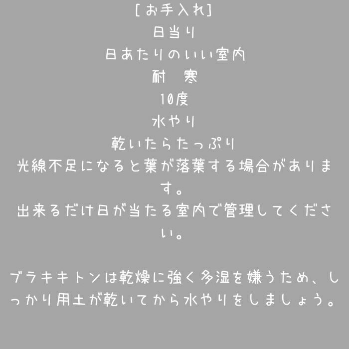 観葉植物現品販売