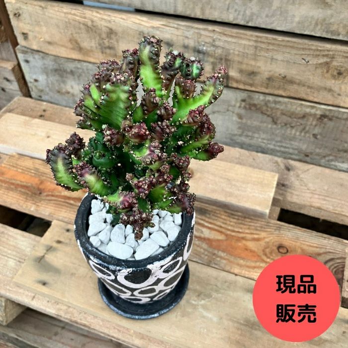 観葉植物現品販売