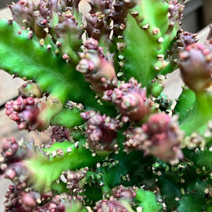 観葉植物現品販売