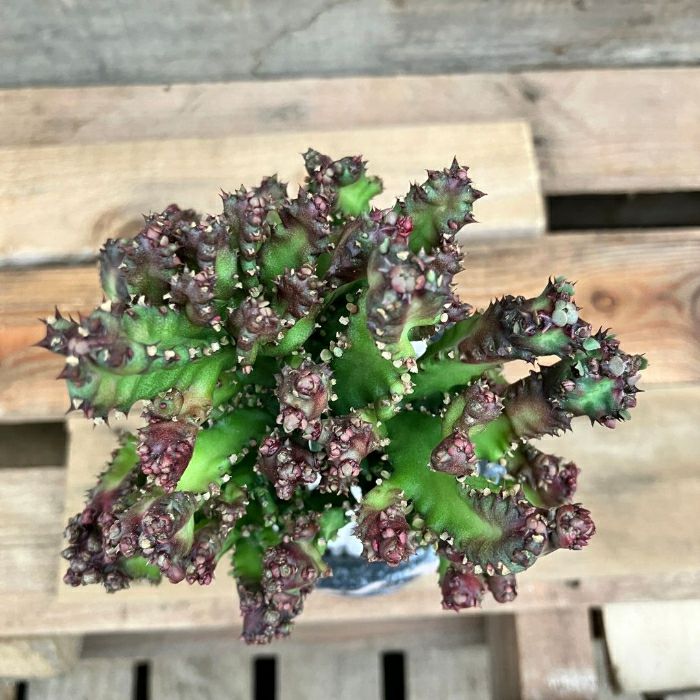 観葉植物現品販売