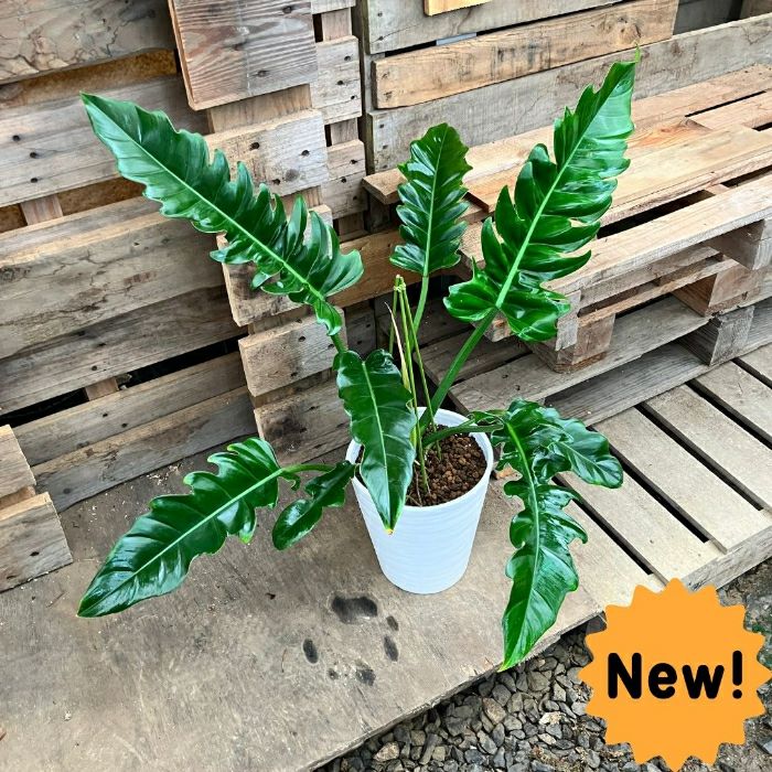 観葉植物現品販売