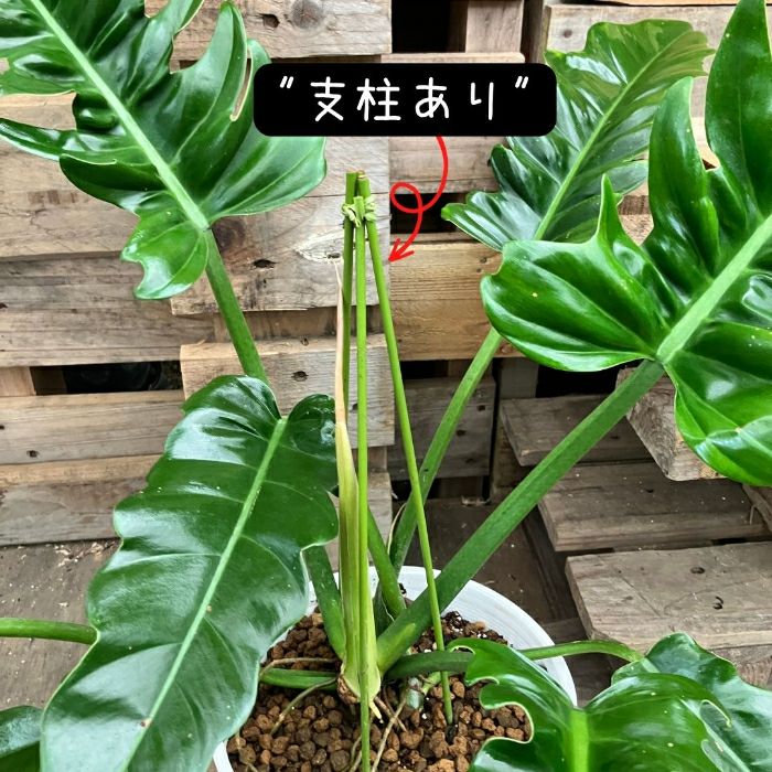 観葉植物現品販売